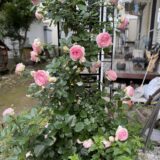 バラの花