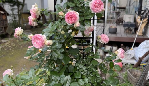 バラの花